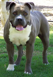 Bellamon Twisted Tess